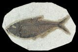 Fossil Fish (Diplomystus) - Green River Formation #129558-1